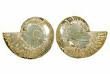 Cut & Polished Ammonite Fossil - Madagascar #364781-1